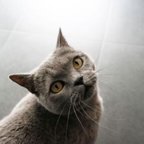Animaux domestiques
