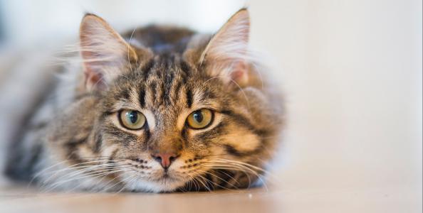 chat