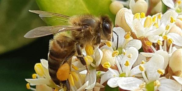 abeille