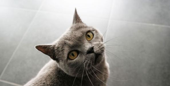 Animaux domestiques